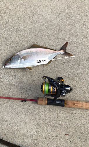 ショゴの釣果