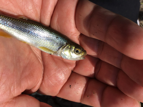 カワムツの釣果