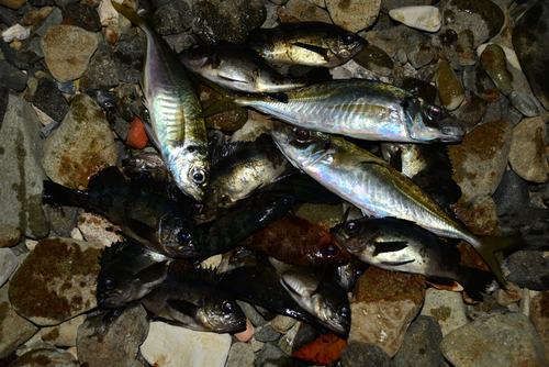 アオメバルの釣果