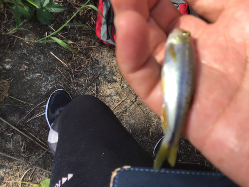 カワムツの釣果