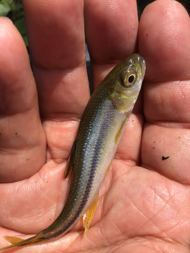 カワムツの釣果