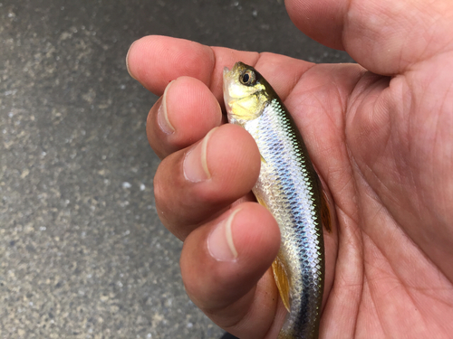 カワムツの釣果