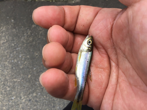 カワムツの釣果