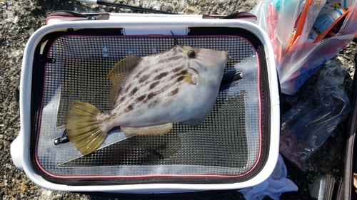 カワハギの釣果