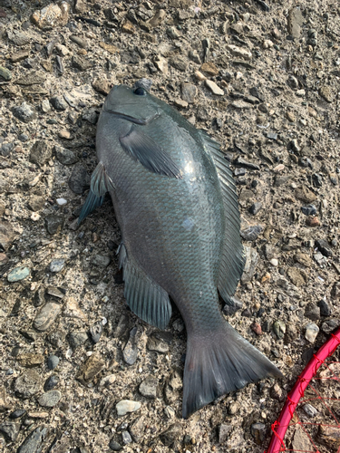 グレの釣果