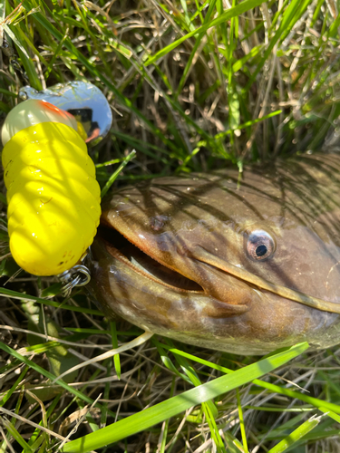 ナマズの釣果