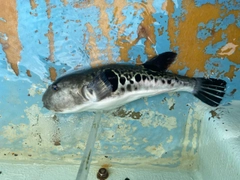 トラフグの釣果