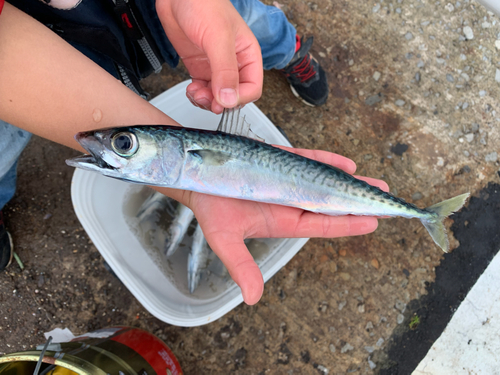 サバの釣果