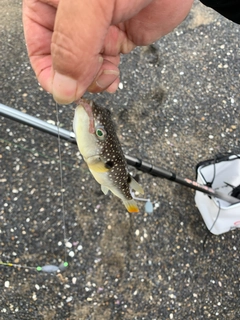 クサフグの釣果