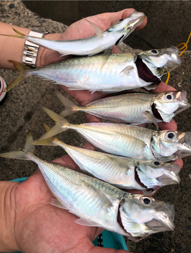 アジの釣果