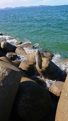 サゴシの釣果