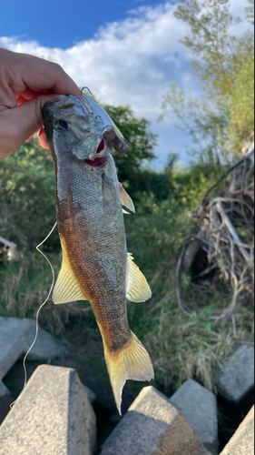 スモールマウスバスの釣果