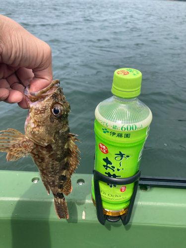 アラカブの釣果