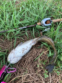 ナマズの釣果