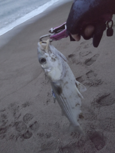 コノシロの釣果