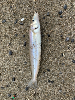 シロギスの釣果