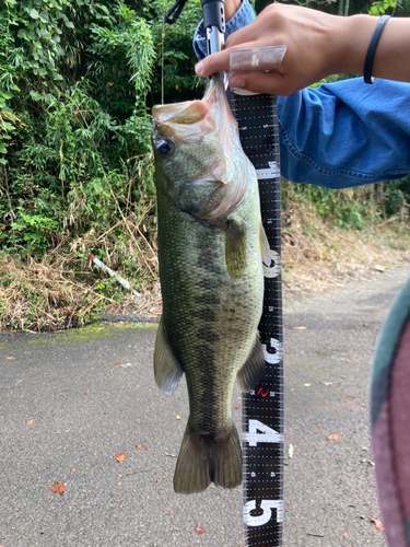 ブラックバスの釣果