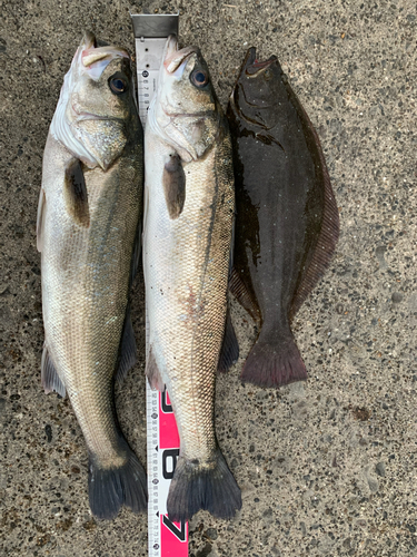 シーバスの釣果