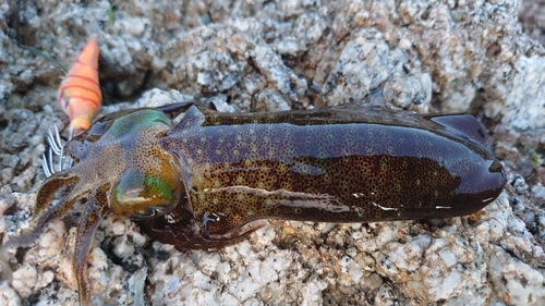 アオリイカの釣果