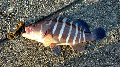 マハタの釣果