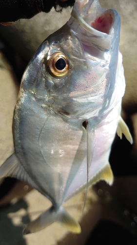 メッキの釣果