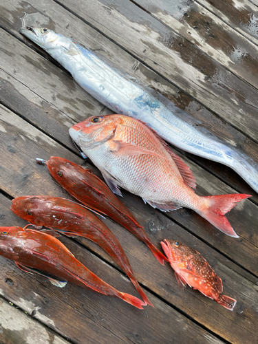 マダイの釣果