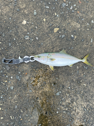 ツバスの釣果