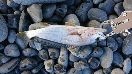 イシモチの釣果