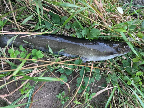 ナマズの釣果