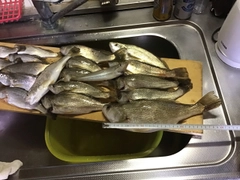 イシモチの釣果