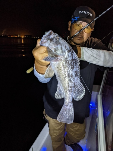 クロソイの釣果