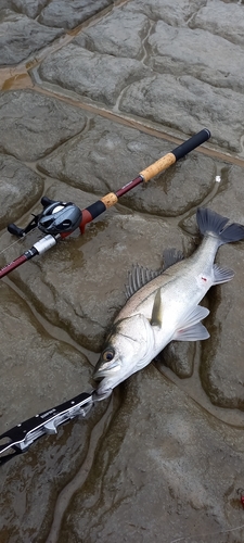 フッコ（マルスズキ）の釣果