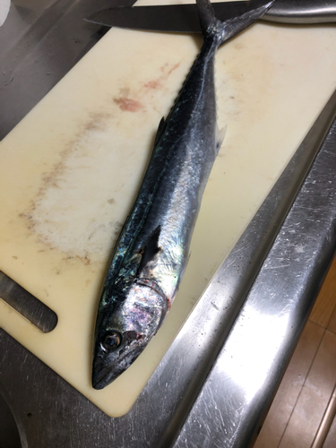 サゴシの釣果