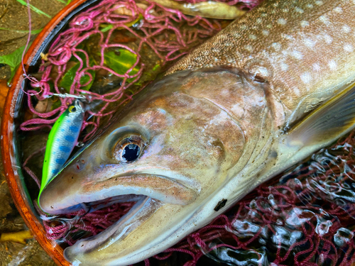 アメマスの釣果