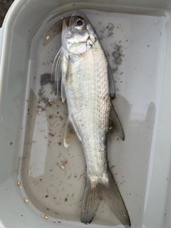 ツバメコノシロの釣果