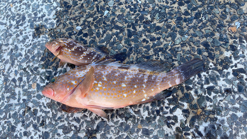 アコウの釣果