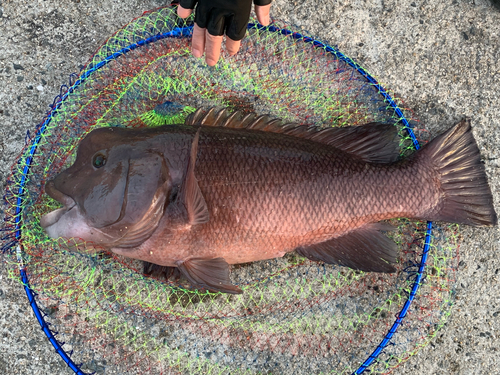 コブダイの釣果