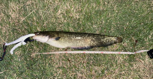 ナマズの釣果