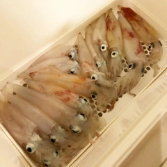 マルイカの釣果