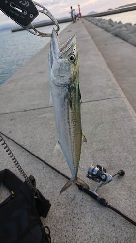 サゴシの釣果