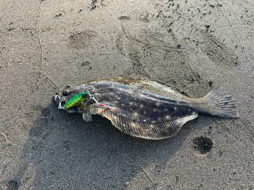 ヒラメの釣果