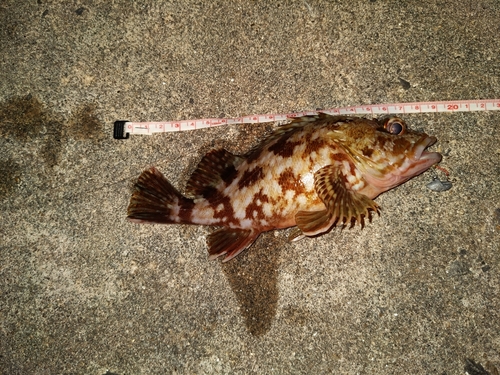 カサゴの釣果