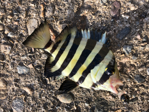 シマダイの釣果