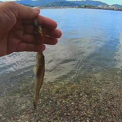 マハゼの釣果