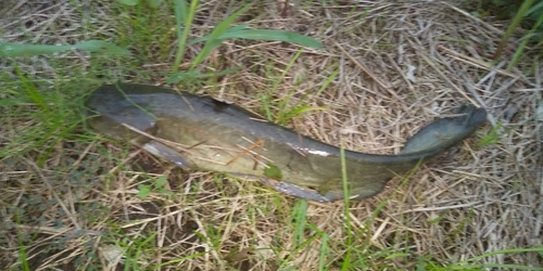 ナマズの釣果