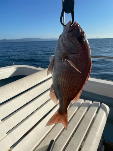 タイの釣果