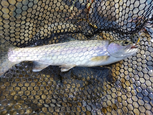 ニジマスの釣果