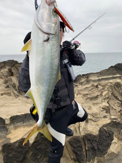 ワカシの釣果