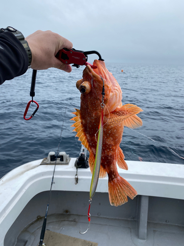 アラカブの釣果