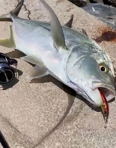 オニヒラアジの釣果